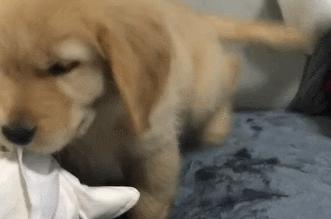 那个推荐我养金毛的人，你出来一下