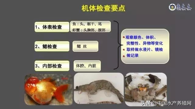 鱼病快速诊断与防病技术,鱼虾蟹病防治方法