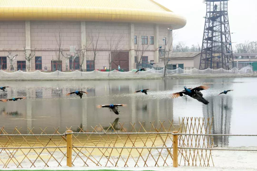 南通森林野生动物世界好玩吗,南通森林野生动物园门票团购