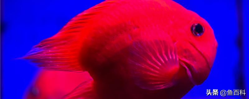 血鹦鹉头朝下是什么原因,鹦鹉鱼倒立头朝下游