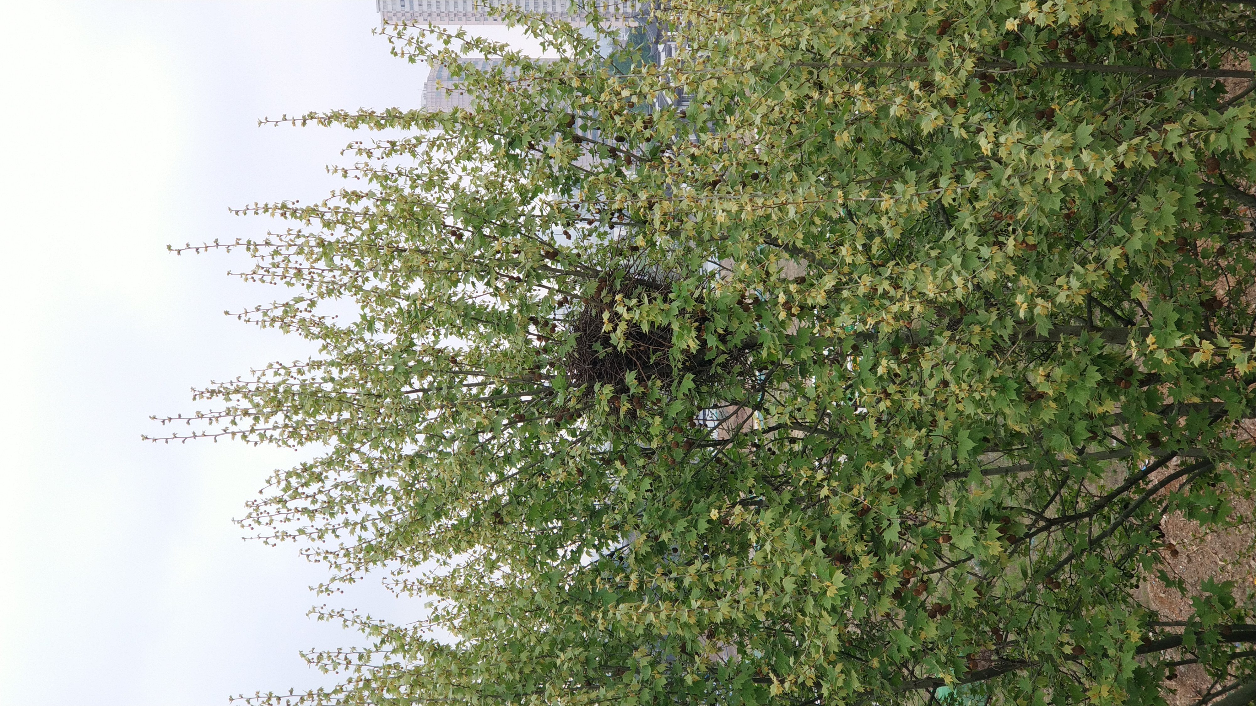 登金陵凤凰台李白其中有名的句子,登金陵凤凰台含着李白独特的句子