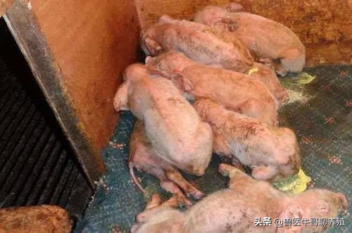 母猪拉稀最佳治疗方案,母猪下完崽母猪拉稀怎么办