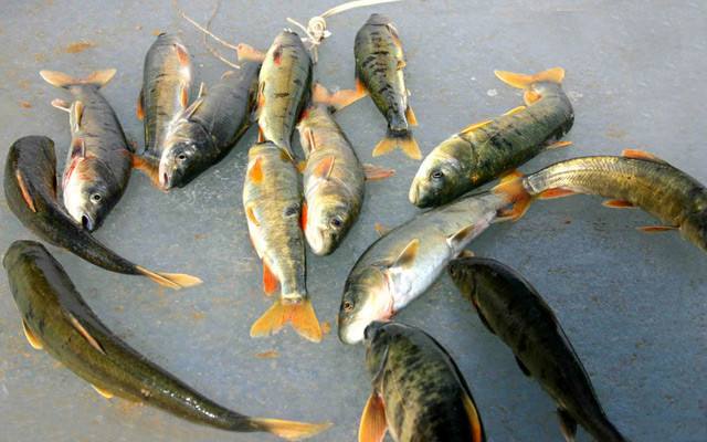 天价鱼多少钱一条,957万天价鱼