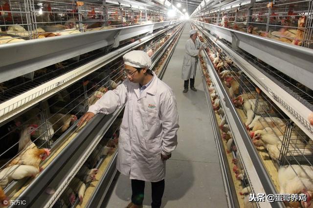 养鸡如何预防大肠杆菌,鸡肠毒综合症怎么治疗效果最好