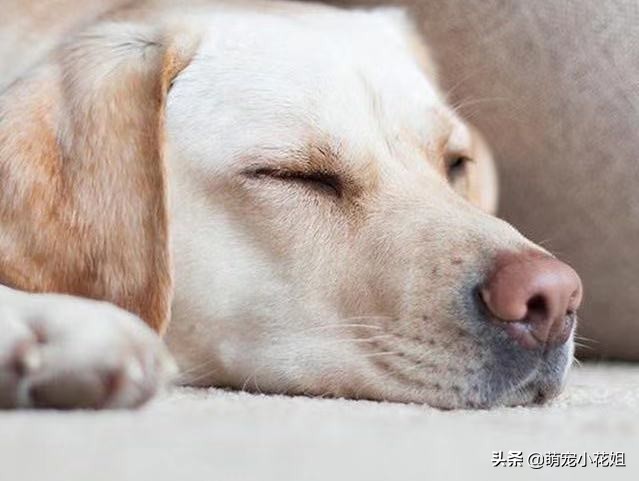 狗狗癫痫无法确诊,辟谣狗狗真的不能喝牛奶吗