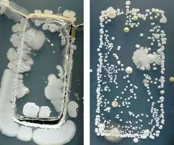 经常清洁可以消除大量的细菌,细菌和脏东西特别不容易清洗