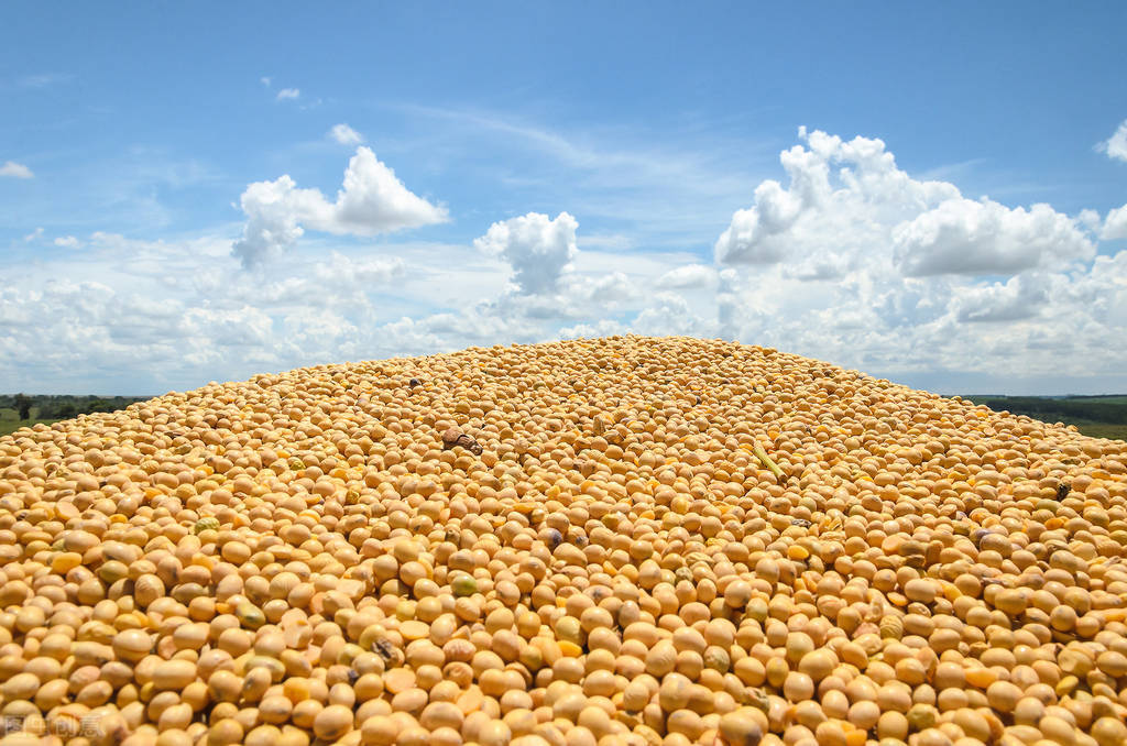 2022年小麦托市价格是多少,今年小麦托市价格多少