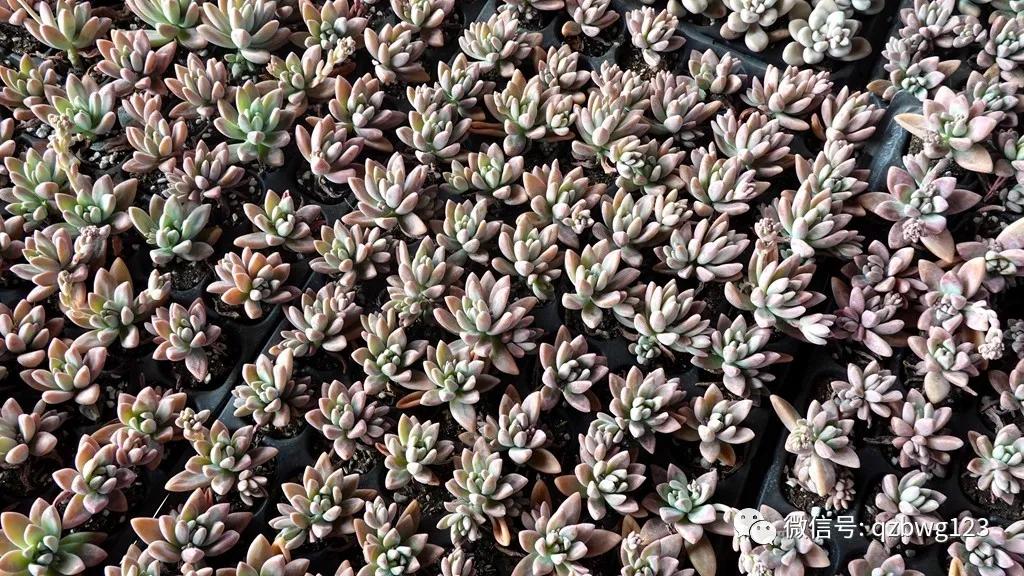 河北曲周多肉植物批发,曲周县西木多肉科技