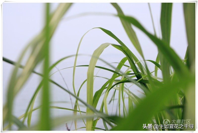 深圳市杨梅坑美人鱼拍摄基地,深圳大鹏杨梅坑美人鱼拍摄地点