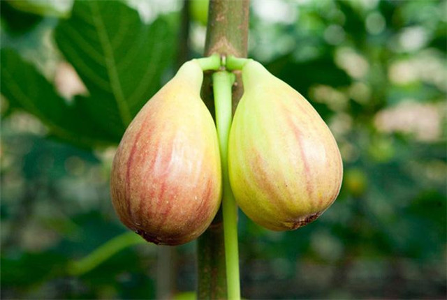 无花果种植技术和管理方法,无花果种植技术和管理