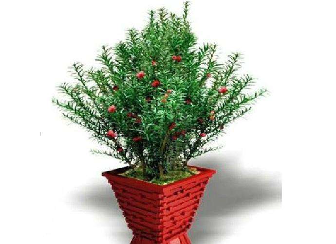 红豆杉习性与什么树种相似,红豆杉的管理方法和技巧