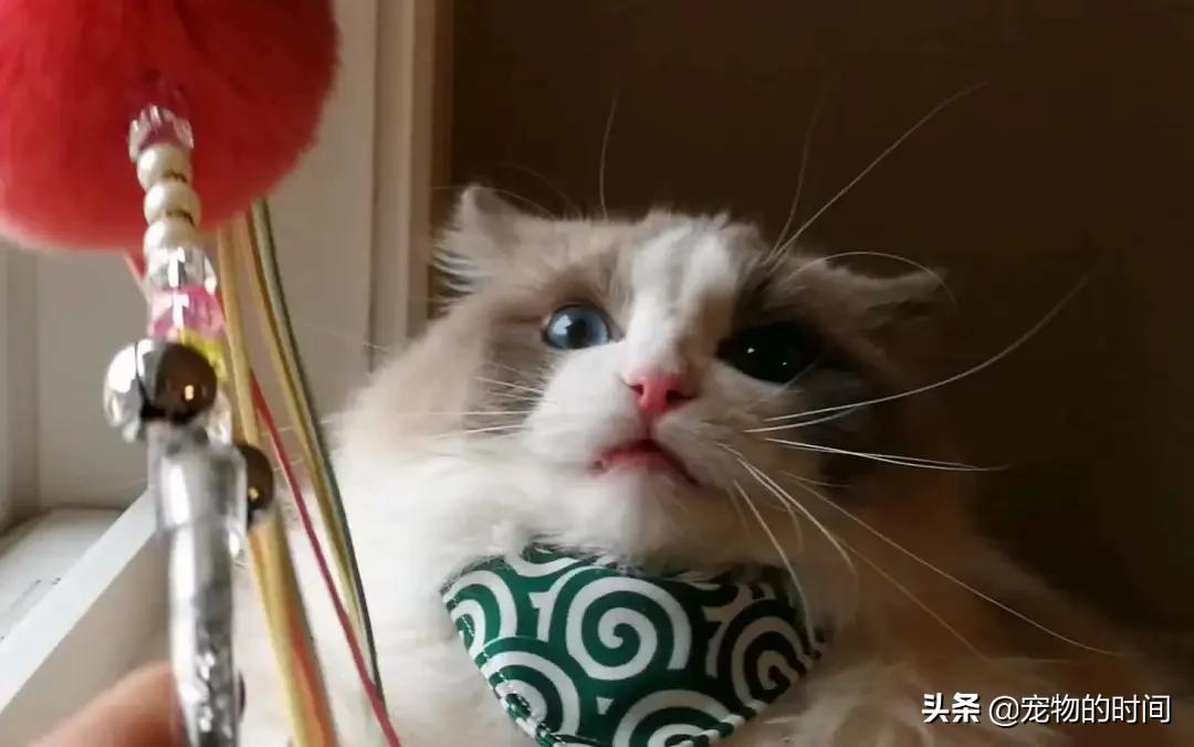 新手养成年猫咪的基础知识,养猫咪新手入门必备知识100个