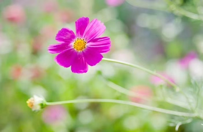 中国诗歌周刊新诗美韵第199期,中国诗歌周刊七十八期