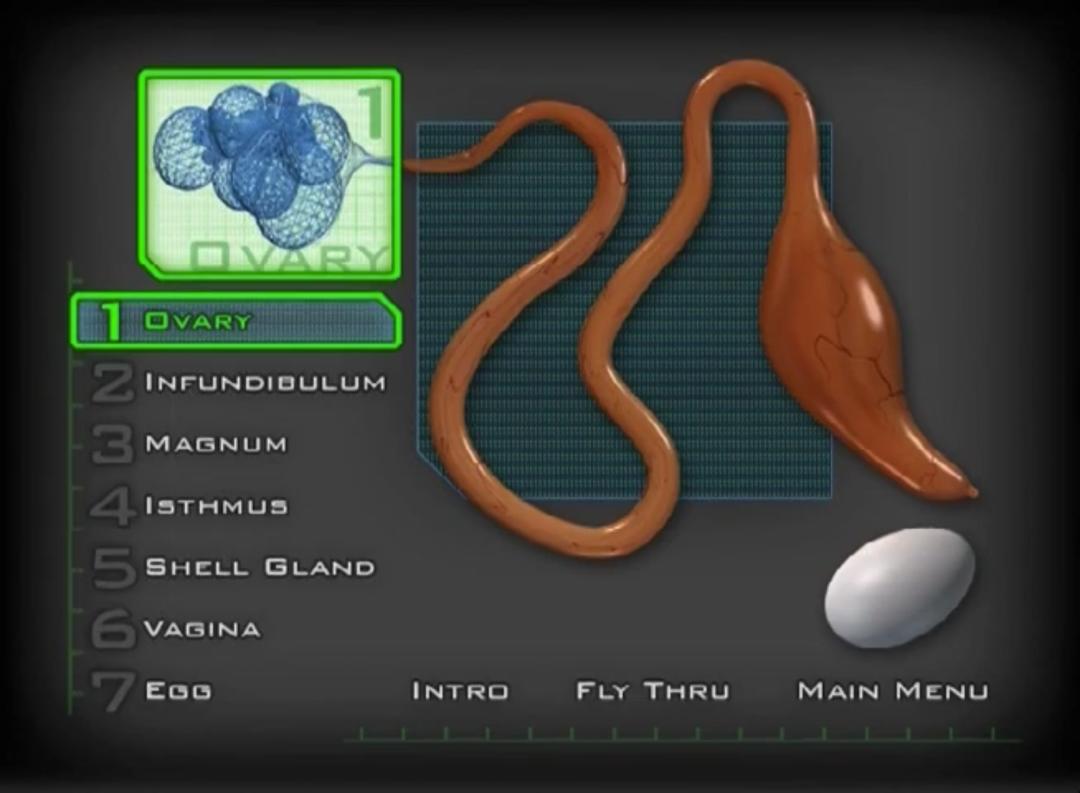 超生动|家禽生殖系统结构和禽蛋形成过程