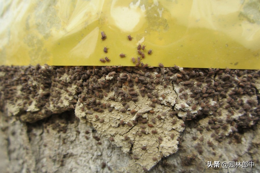 草履蚧防治月份,草履蚧壳虫防治