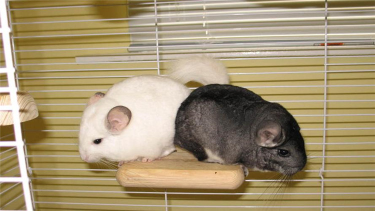 养仓鼠改掉咬笼子的这个坏习惯,仓鼠咬笼子嘴巴出血怎么办