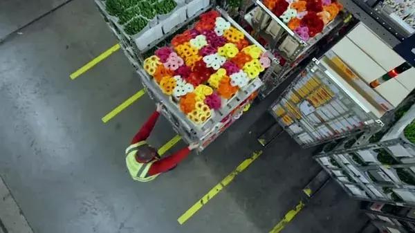 世界最大鲜花市场的销售全过程,全球最大的鲜花交易市场排名第一