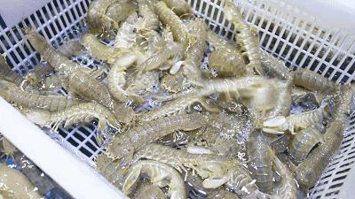 荣成最正宗的海鲜,荣成的小海鲜都有啥