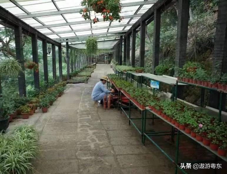 深圳南山区青青世界视频,青青世界深圳热带雨林