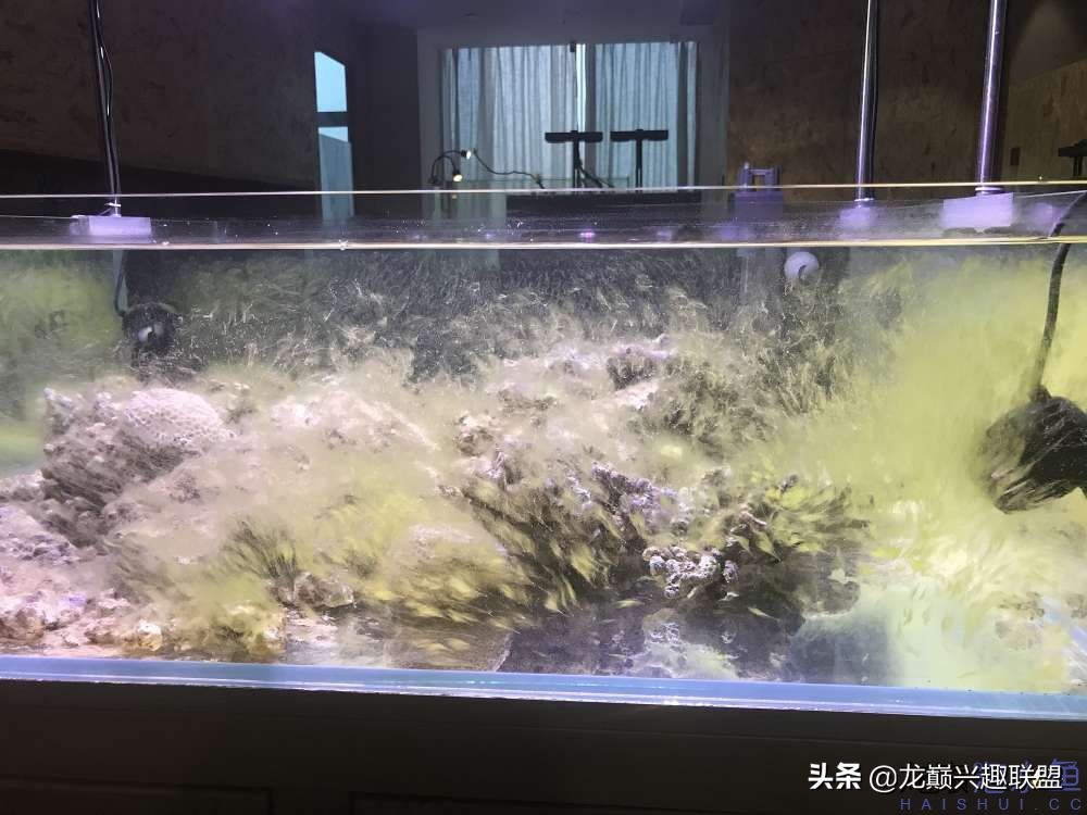 从零开始玩海缸的方法,从零开始玩海缸全过程