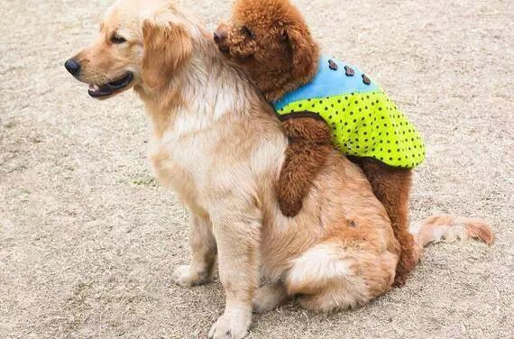 母泰迪的性格特点,泰迪的外形特点