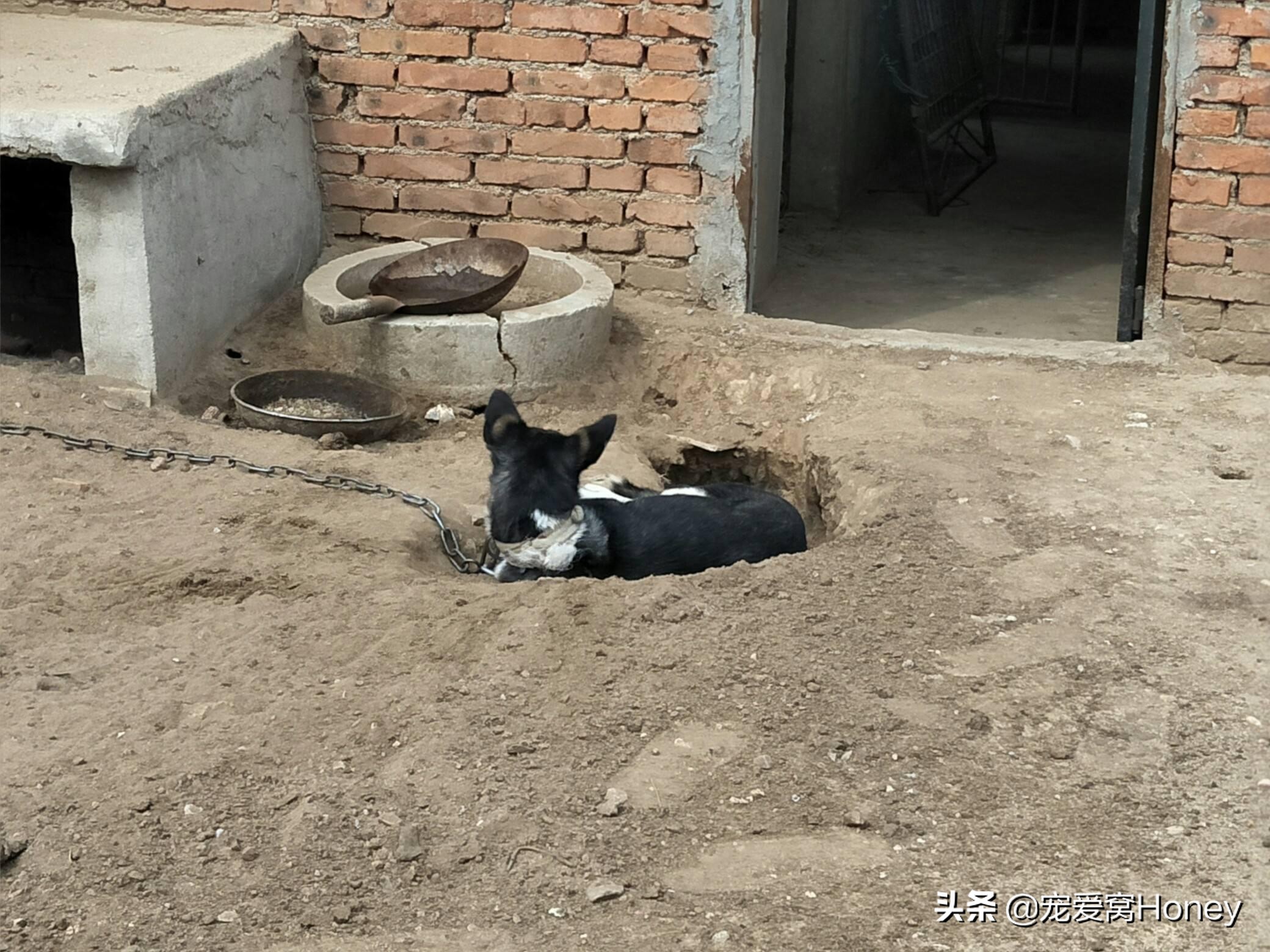 看家是狗狗的本能吗,田园犬忠诚看家不挑食