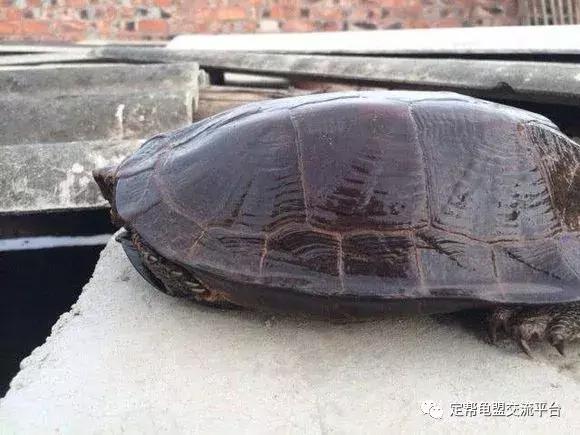 半水龟缸细致讲解,半水龟造景生态缸入门