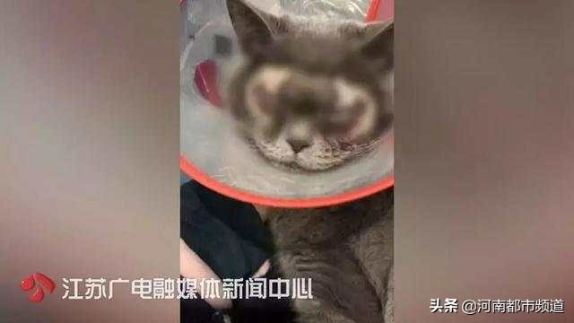有人竟花1万给猫拉了双眼皮！网友炸锅：考虑过猫的感受吗？