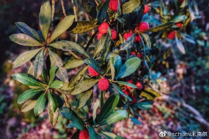 吃上一颗杨梅,正宗苏州杨梅