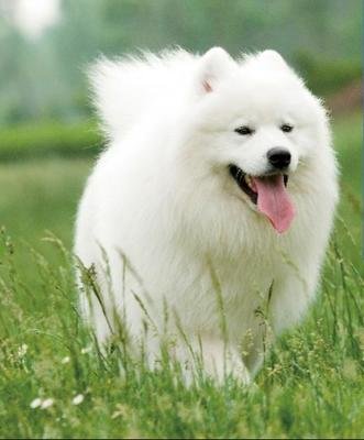 萨摩耶犬有这6大缺点,养萨摩耶的缺点有哪些