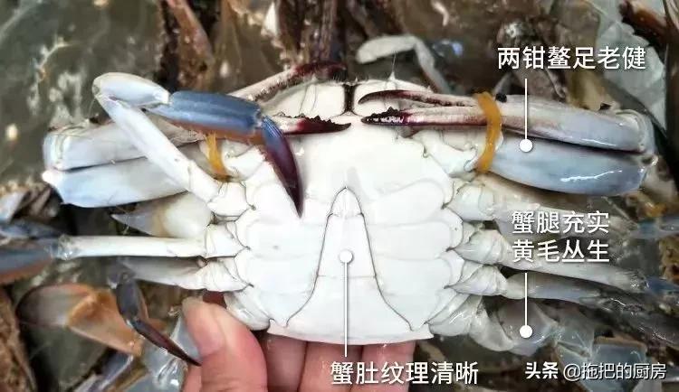 梭子蟹价格20元一斤购买,今年梭子蟹6-8两多少钱一斤