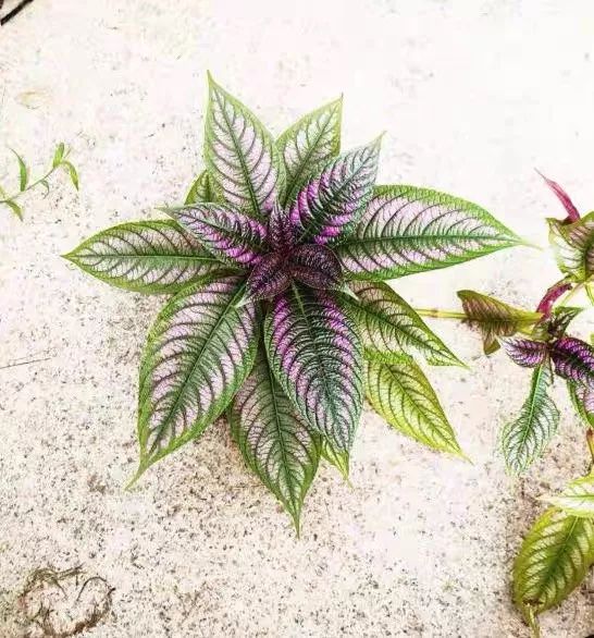 94种常见唯美观叶植物,会开花的绿色硬叶植物