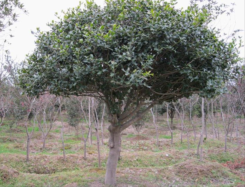 种植名贵树致富经全集,树木种植致富好机会