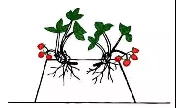 如何种草莓种得又大又甜,在家种草莓怎么种才会结果