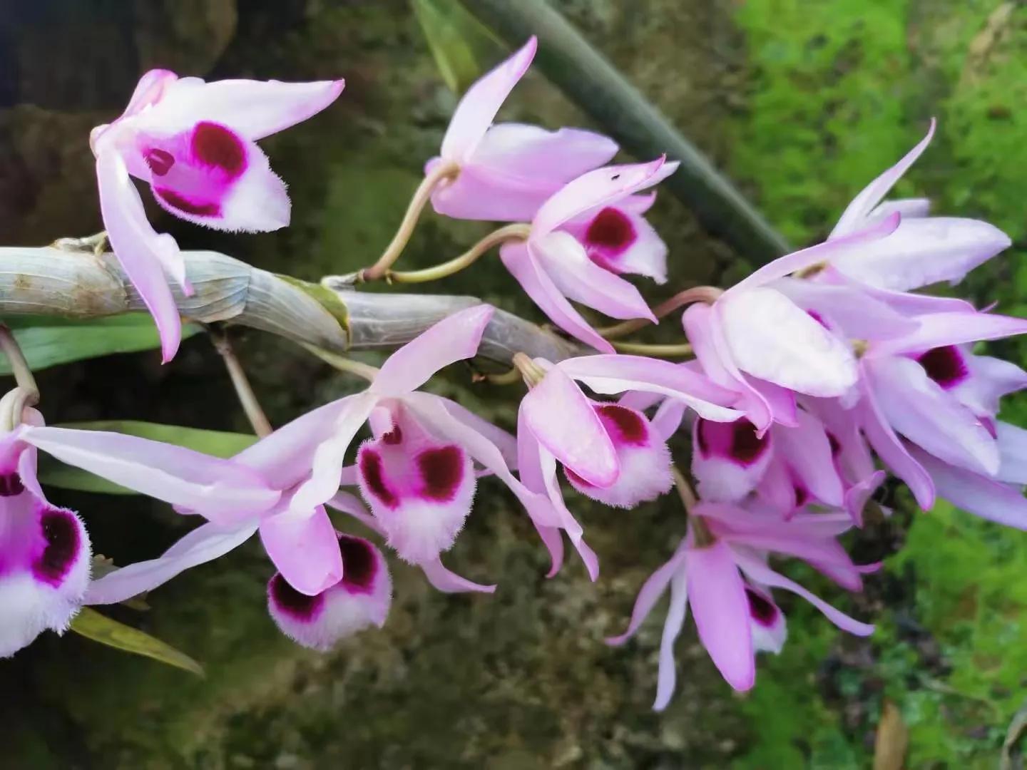 野生石斛兰,野生石斛是国家保护植物吗