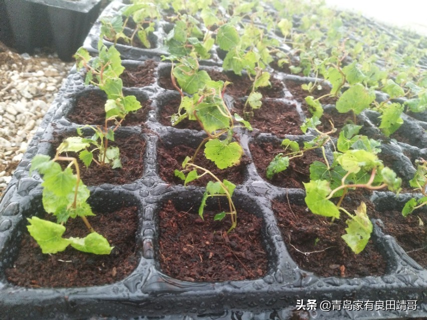 脱毒阳光玫瑰葡萄苗,阳光玫瑰特级苗