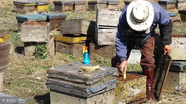 学习治蜂病的方法，别忽略用蜂药的危险性