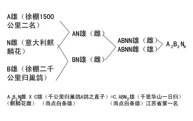 两个鸽子怎么配对,一对种鸽如何快速繁殖