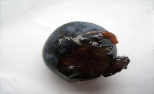 蓝莓园害虫的症状和防治,蓝莓地下害虫蛴螬防治