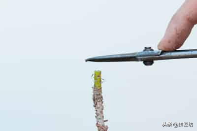 黑松盆景摘芽拔针图解 (黑松盆景针芽怎样修剪)