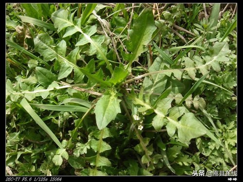 农村比较常见的中草药,农村不可碰的十种草药