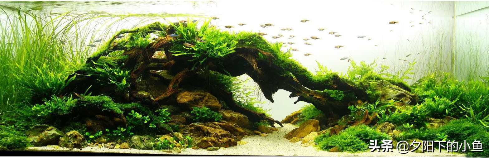 新手养水草臭了怎么办,新手养水草缸教学