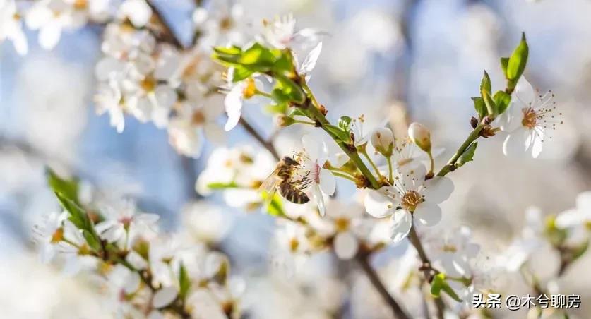 阅江府碧桂园房子怎么样,碧桂园阅江府属于什么档次