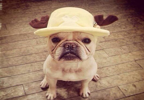 狗狗拉肚子用蒙脱石散还是土霉素,治狗狗拉肚子土方法