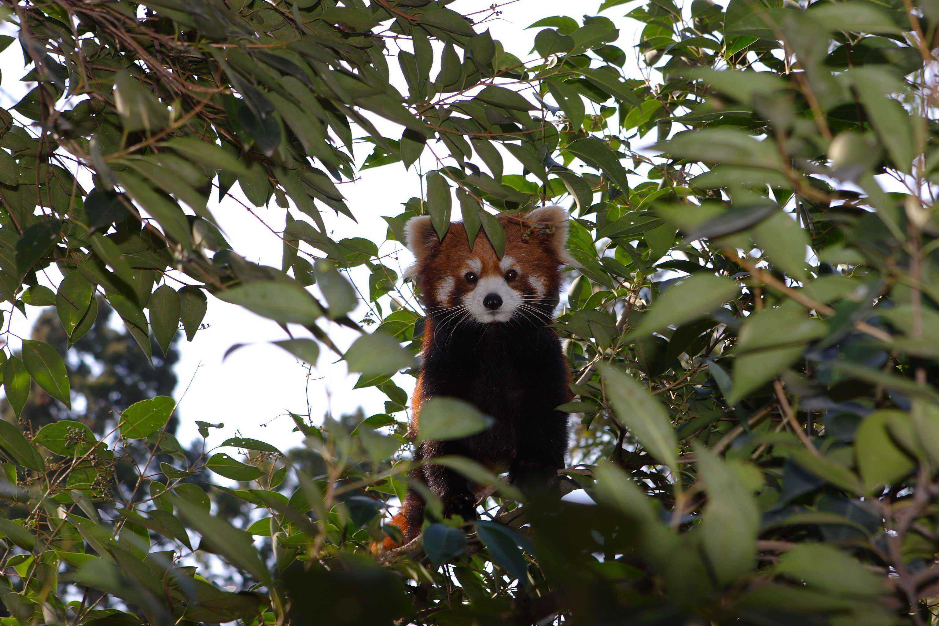 QQ天团复出、大熊猫吃播、亚洲象训练……上海动物园推出多条动物特色游路线