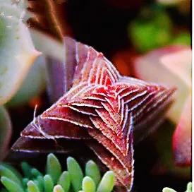 长寿花属多肉类植物,多肉类植物有哪些