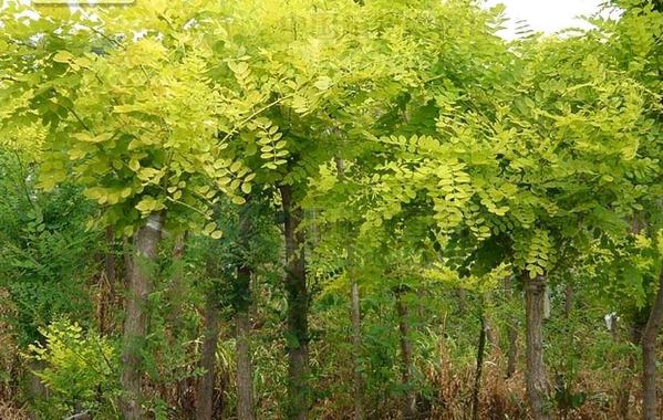 白蜡树如何养护,白蜡树冬天落叶