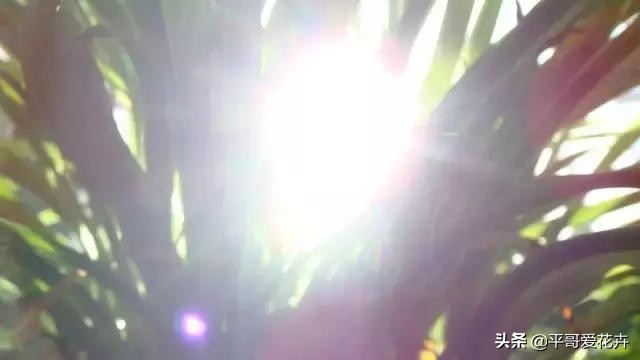 金边吊兰叶尖发黑怎么回事,油画吊兰叶尖发枯发黑是怎么回事