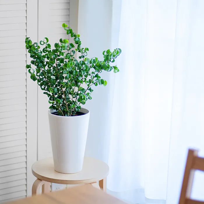 常见的榕属植物,美如画的树