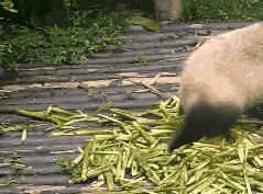 怎样在亚马逊抓鱼,累得跟狗一样为啥还挣不着钱